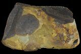 Pecopteris Fern Fossil (Pos/Neg) - Mazon Creek #113206-1